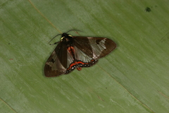 Dysschema panamensis