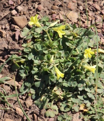 Oxalis pes-caprae sericea