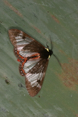 Dysschema panamensis