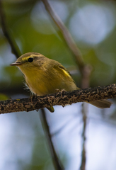 Phylloscopus ibericus
