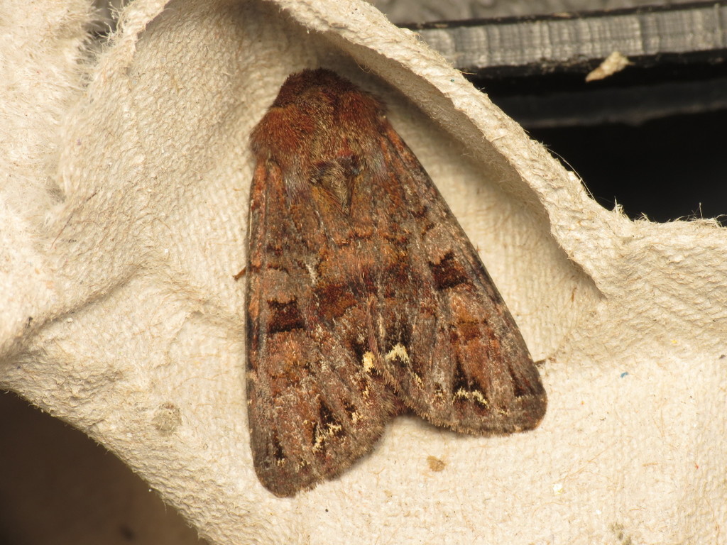 Ceramica