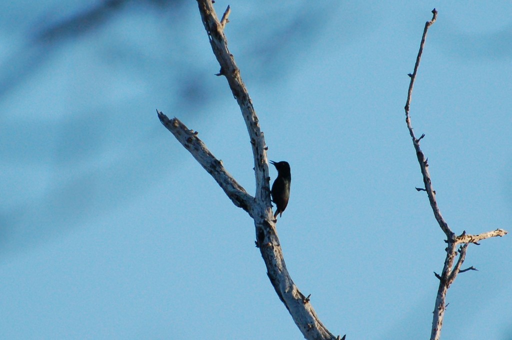 Guadeloupe Woodpecker