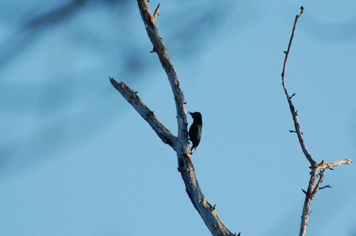 Melanerpes herminieri