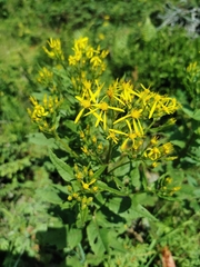 Senecio nemorensis