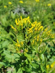 Senecio nemorensis