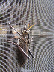 Taeniopoda citricornis