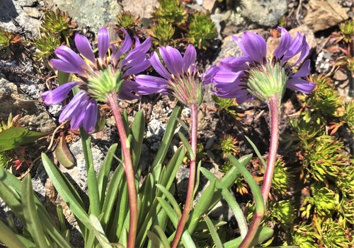 Oreostemma alpigenum var. alpigenum