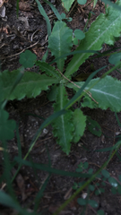 Sonchus