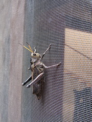 Taeniopoda citricornis