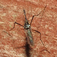 Toxorhynchites rutilus septentrionalis
