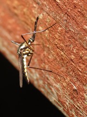 Toxorhynchites rutilus septentrionalis