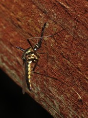 Toxorhynchites rutilus septentrionalis