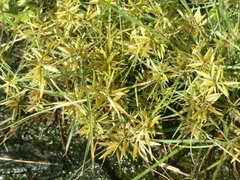 Cyperus bipartitus