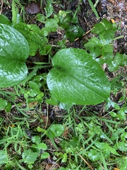 Smilax ecirrhata