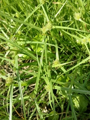 Cyperus brevifolioides