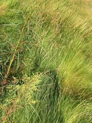 Amaranthus cannabinus