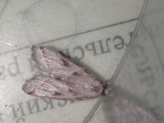 Nyctegretis lineana
