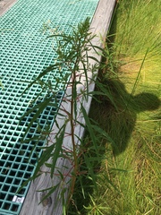 Amaranthus cannabinus