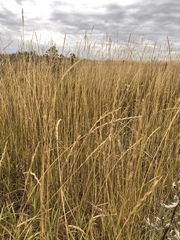Elymus smithii