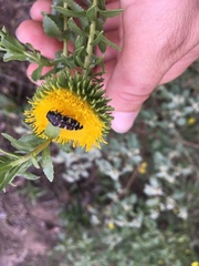 Acmaeodera macra