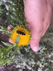 Acmaeodera macra