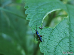 Conocephalus nigropleurum