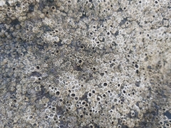 Chthamalus stellatus