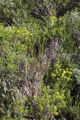 Euryops linifolius