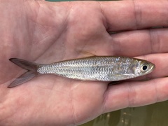 Alestes macrophthalmus