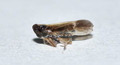 Tarophagus colocasiae