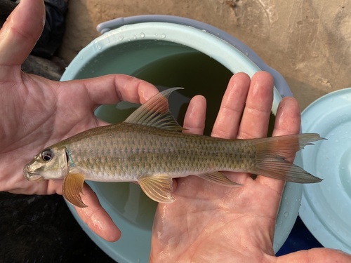 Cameroon labeo (Labeo camerunensis) — Cyprinidae — 5