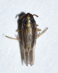 Tarophagus colocasiae