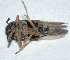 Tarophagus colocasiae