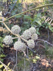 Angelica capitellata