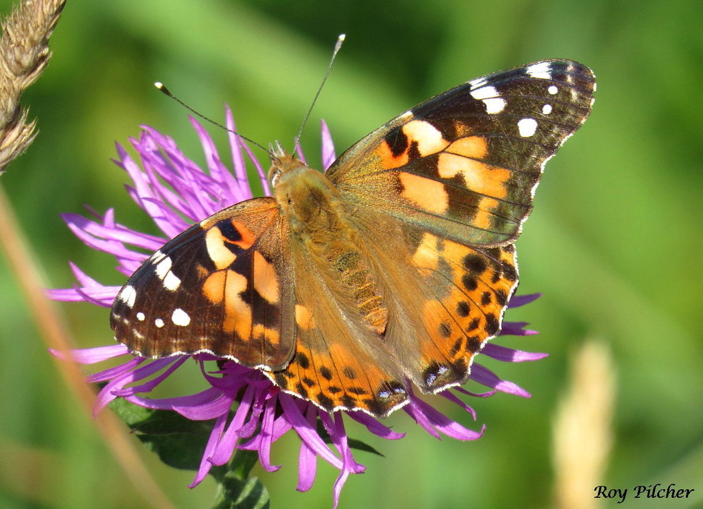 Distelfalter (Madeira Butterflies) · iNaturalist