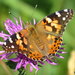 Painted Lady - Photo (c) roy pilcher, some rights reserved (CC BY-NC), uploaded by roy pilcher
