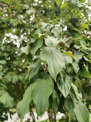 Cornus sanguinea