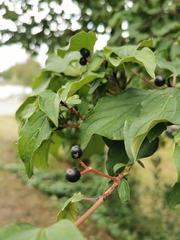 Cornus sanguinea