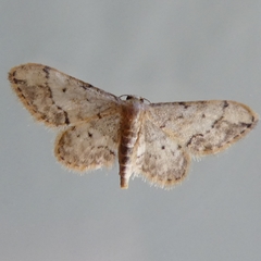 Idaea efflorata