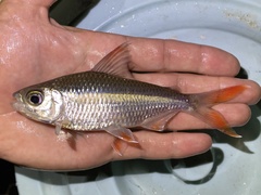 Bryconaethiops microstoma