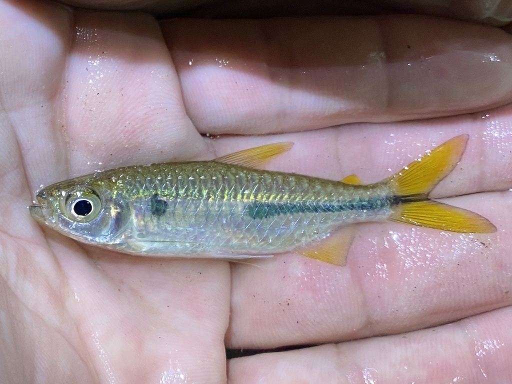 Congo robber (Brycinus opisthotaenia) — Alestidae