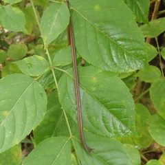 Bipalium kewense