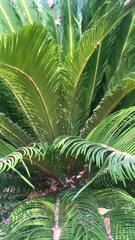 Cycas revoluta