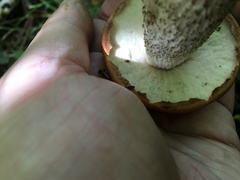 Oxyporus maxillosus