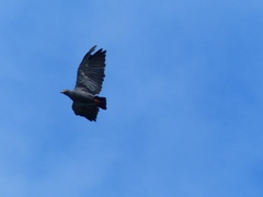 Helicolestes hamatus