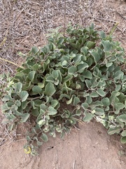 Acleisanthes