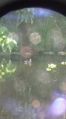 Gallinula galeata