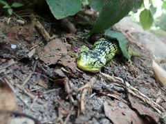 Abronia taeniata