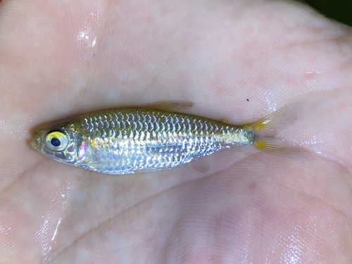 Lambert's tetra (Nannopetersius lamberti) — Alestidae — 5