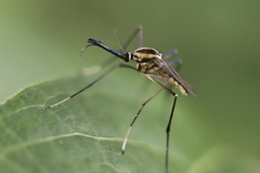 Toxorhynchites rutilus septentrionalis